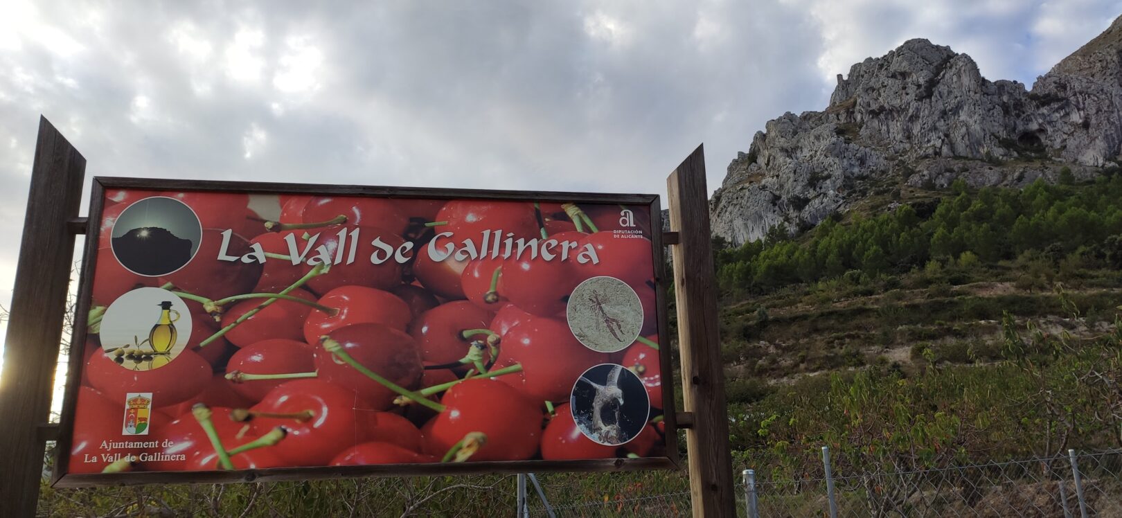 Festa de la cirera 🍒